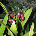 Clivia