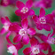 Red-flowering Currant