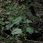 Stinging Nettle