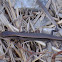 Ground Skink