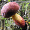 Two-colored Bolete