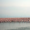 Lesser Flamingo