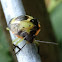 Green Stinkbug Nymph