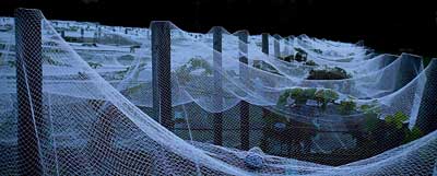 birdnetting400.jpg