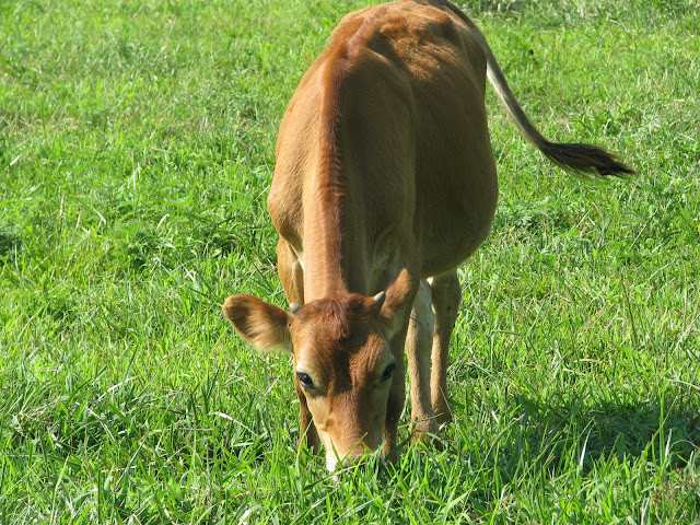 Calves...pics - Cattle