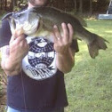 Largemouth bass