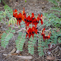 Sturt's Desert Pea