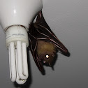 Flying Fox