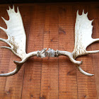 Moose antlers