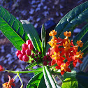 Scarlet Milkweed