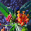 Scarlet Milkweed