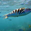 Sixbar Wrasse