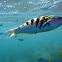 Sixbar Wrasse