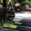 Raccoon 