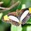 Smooth-banded Sister