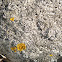 crustose lichen and a foliose lichen