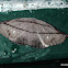 Drepanidae