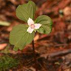 Painted Trillium