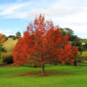 Japanese Red Maple