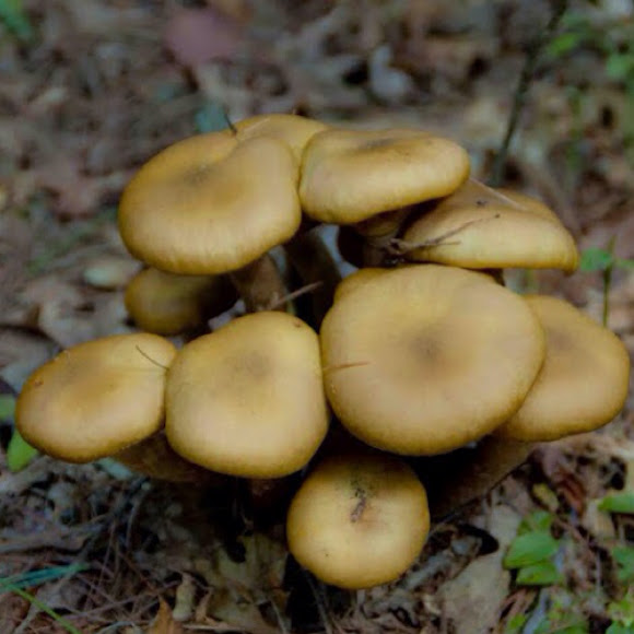 Spotting Image 1