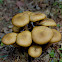 Honey mushroom
