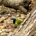 Green Jay