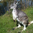 Wallaroo