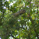 Satin bower bird