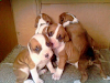 Vendo Lindos Cachorros Boxer