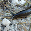 Black Slug