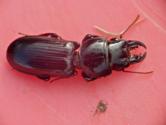 Spotting Image 1