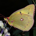 Clouded Sulphur