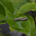 caterpillar