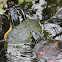 Florida Red-Bellied Cooter