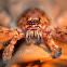 Brown Huntsman Spider