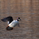 Common Goldeneye