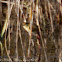 Chiffchaff; Mosquitero Común