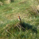European Robin