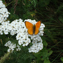 Scarce copper