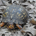 Eastern Box Turtle