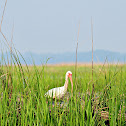 White Ibis