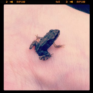 Common Frog