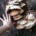 Chicken of the woods