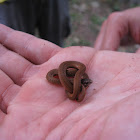 Red-bellied snake