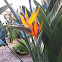 Bird of Paradise