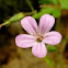 Herb Robert