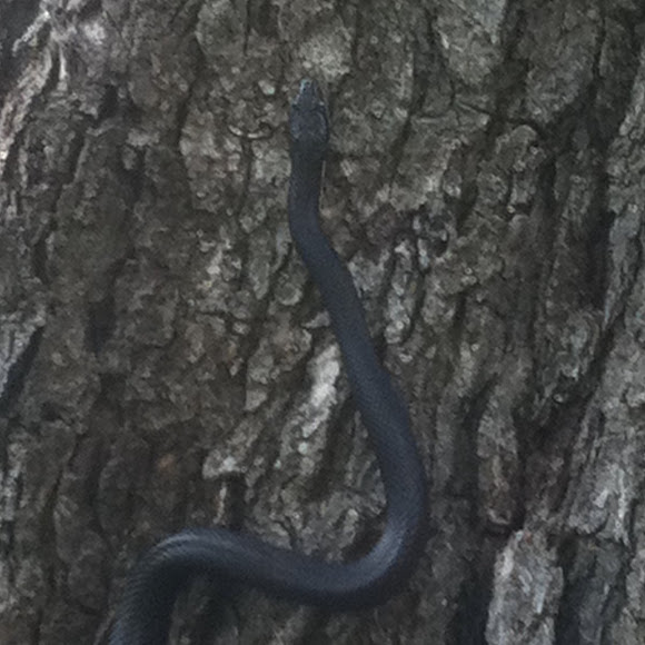 Spotting Image 1