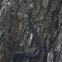 Black Snake