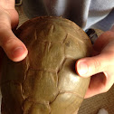 Three-Toed Box Turtle