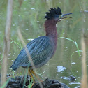 Green Heron